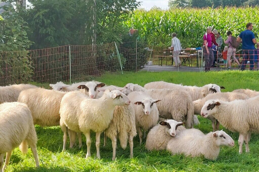 Schaftag 2024 Mit Kleiner Herde W. Blauzungenkrankheit
