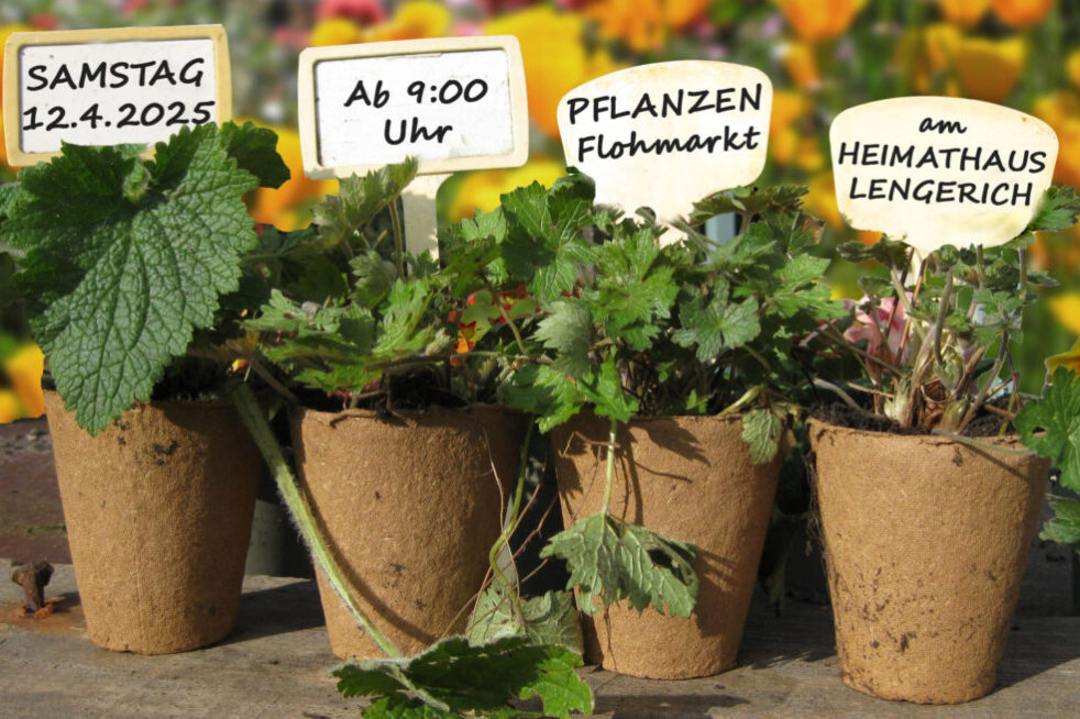 Plakat Blumentopf Bild